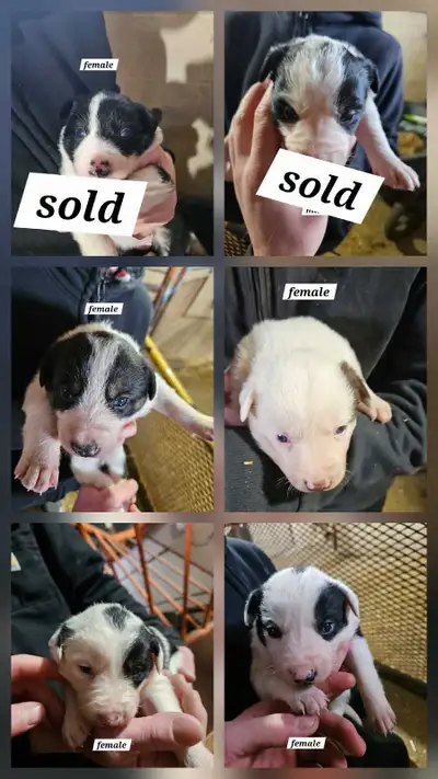 working breed border collie /kelpie pups, View more