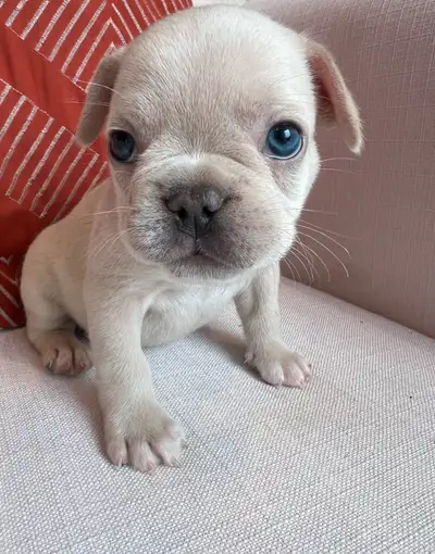Chiots Bouledogues Français (mâle et femelles) nés le 29 avril 2025. Ils seront prêts à rejoindre le...