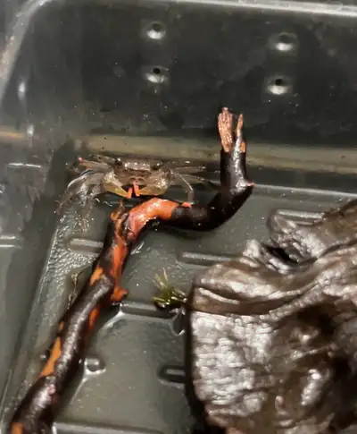 Baby Tomato Vampire Crabs (Geosesarma sp.) available. Approx. 1/4” (6-8mm). Their colors have not de...