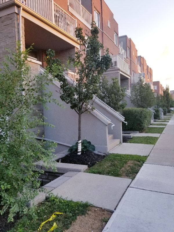 2 Bedroom House for Rent Etobicoke Toronto Long Term Rentals City