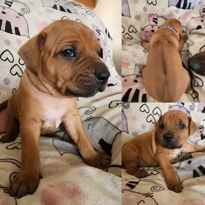 Rhodesian ridgeback litter born may 17th Ready for new home July 12th Moose(dad), is of AKC parents...