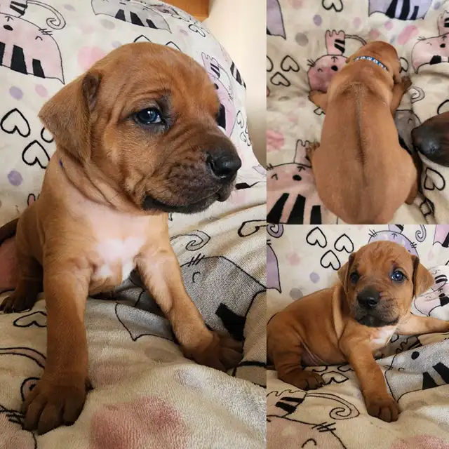rhodesian ridgeback puppies in Dogs & Puppies for Rehoming in Edmonton - Image 2