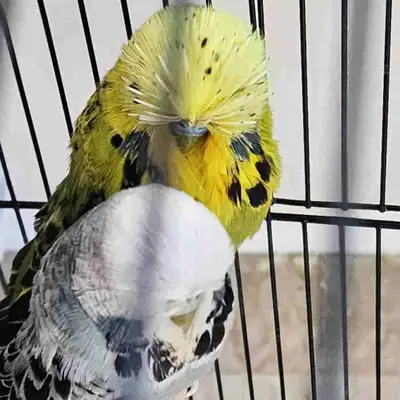 english budgies for sale male and female , View more