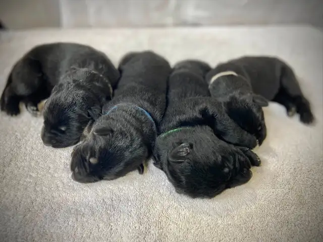 Chiots Berger Allemand (Noir et Blanc) in Dogs & Puppies for Rehoming in Gatineau - Image 3