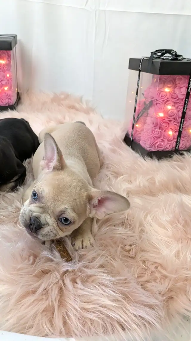 French Bulldogs for sale (fluffy carrier) low shed in Dogs & Puppies for Rehoming in Calgary - Image 5