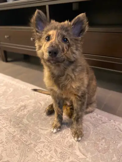 Shepherd Mix Puppy, View more
