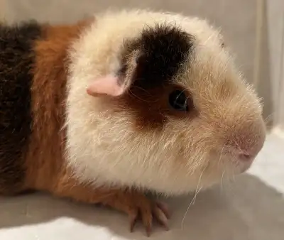Handsome Male Guinea Pig, View more