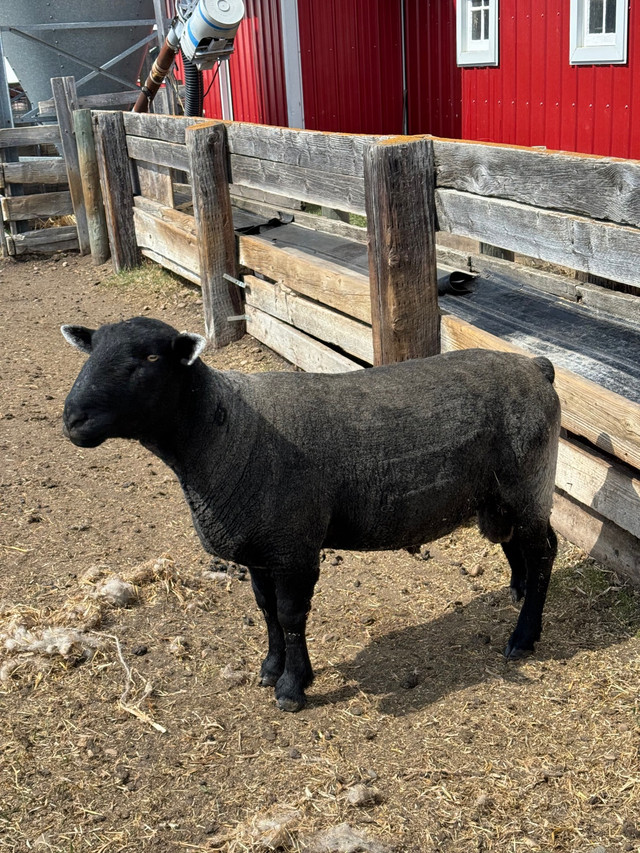 Black Suffolk Ram in Livestock in Edmonton - Image 3