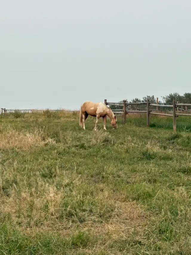 Palomino paint in Horses & Ponies for Rehoming in Edmonton - Image 3