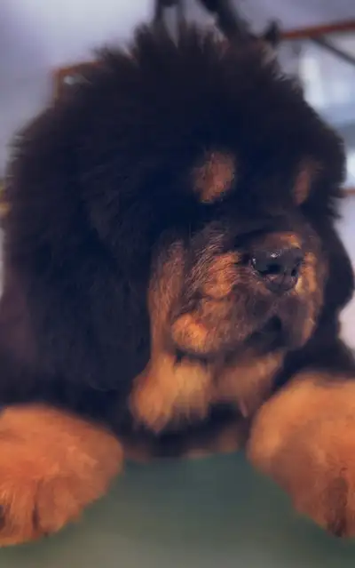 Tibetan Mastiff Puppies dog du Tibet, View more