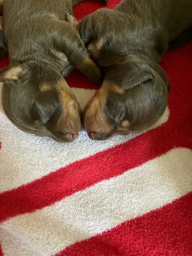 Miniature  Dachshund Puppies - one male chocolate pup available in Dogs & Puppies for Rehoming in Cambridge - Image 9