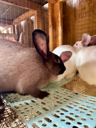 Meat Rabbits for Sale. Grow-Outs & Breeding Trios, View more