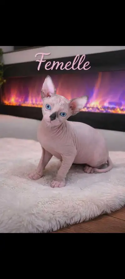Chatons  sphynx  kitten, View more