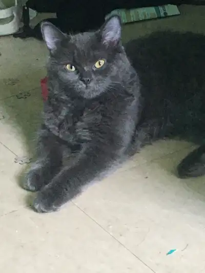 6 months kitten, View more