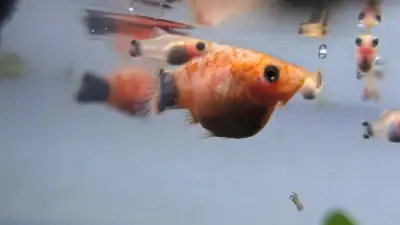 young rare tiger Platy for sale! , View more