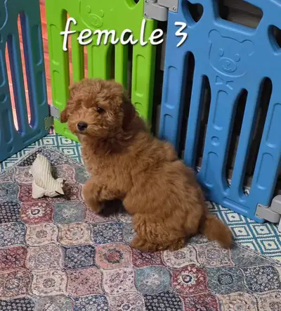 Female cockapoo pups, View more