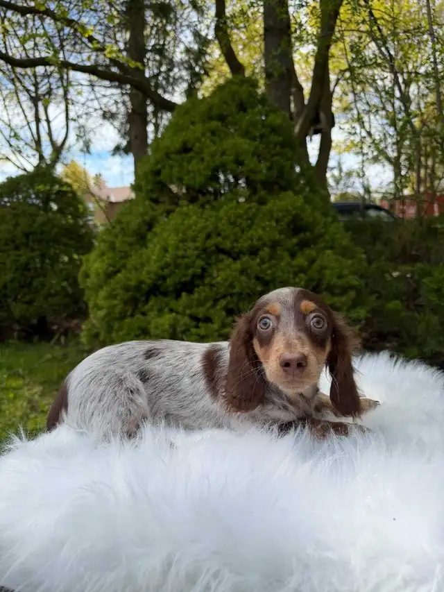 Beautiful Miniature Long-Haired Dachshund Puppy - last one in Dogs & Puppies for Rehoming in City of Toronto - Image 5