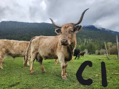 Highland Cross Beef Herd for Sale