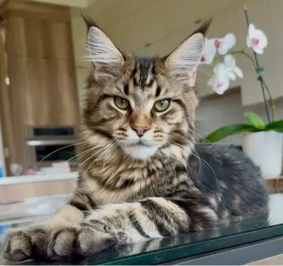 Beautiful XL Maine Coon kittens left, View more