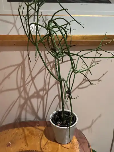 Pencil Cactus plant, View more