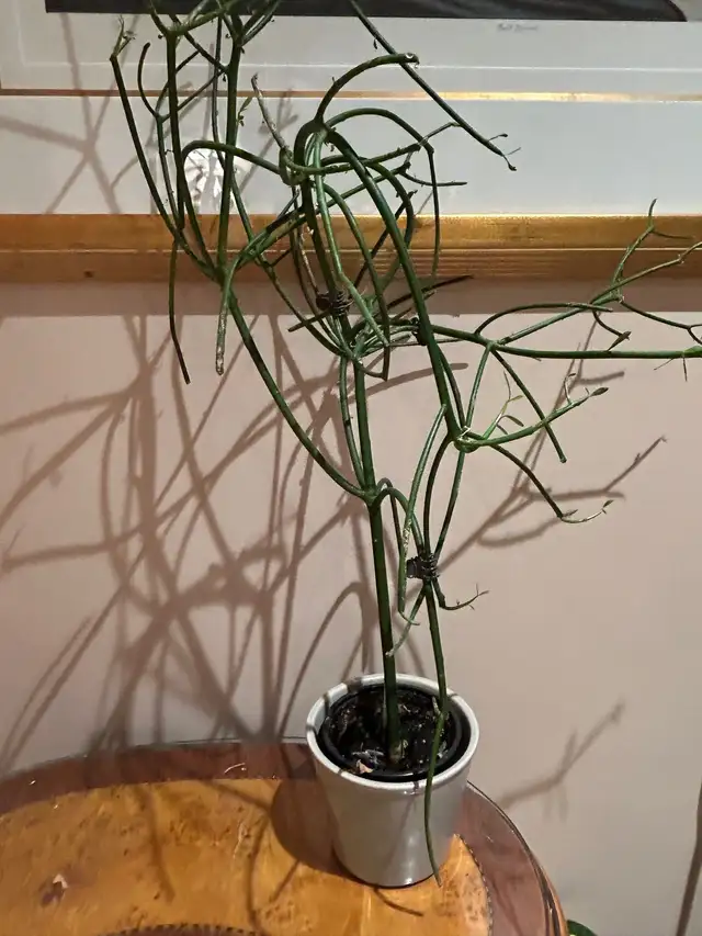 Pencil Cactus plant in Other in City of Toronto - Image 2