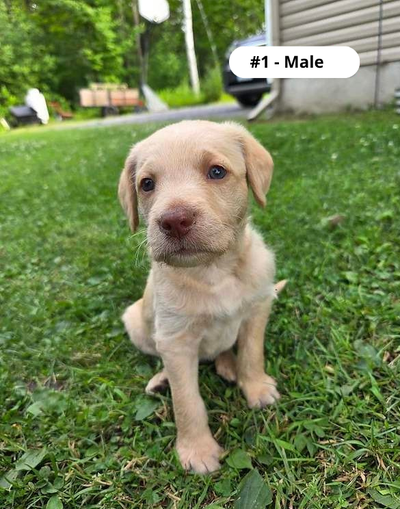 Puppy 2 F & 4 M - Golden Retriever and Terrier / Doodle, View more