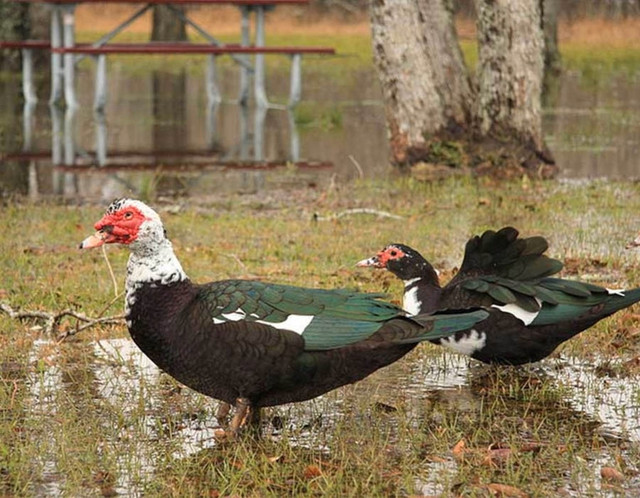 Muscovy ducklings  in Livestock in Comox / Courtenay / Cumberland