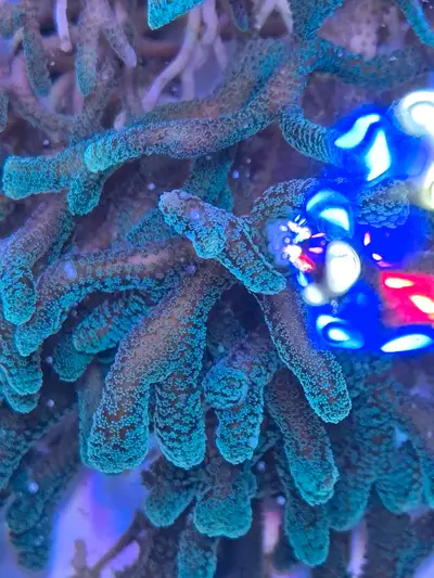 Selling frags of birdsnest, picture is from the same colony. $5-$20 based on frag size. I can send a...