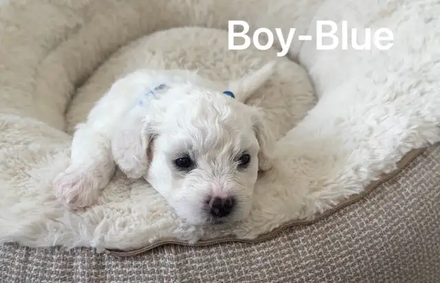 Adorable pur bichon frise puppies look for new home in Dogs & Puppies for Rehoming in Winnipeg - Image 5