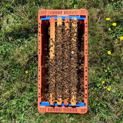 Swarm Nuc, View more