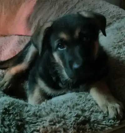 female German Shepherd puppy, View more