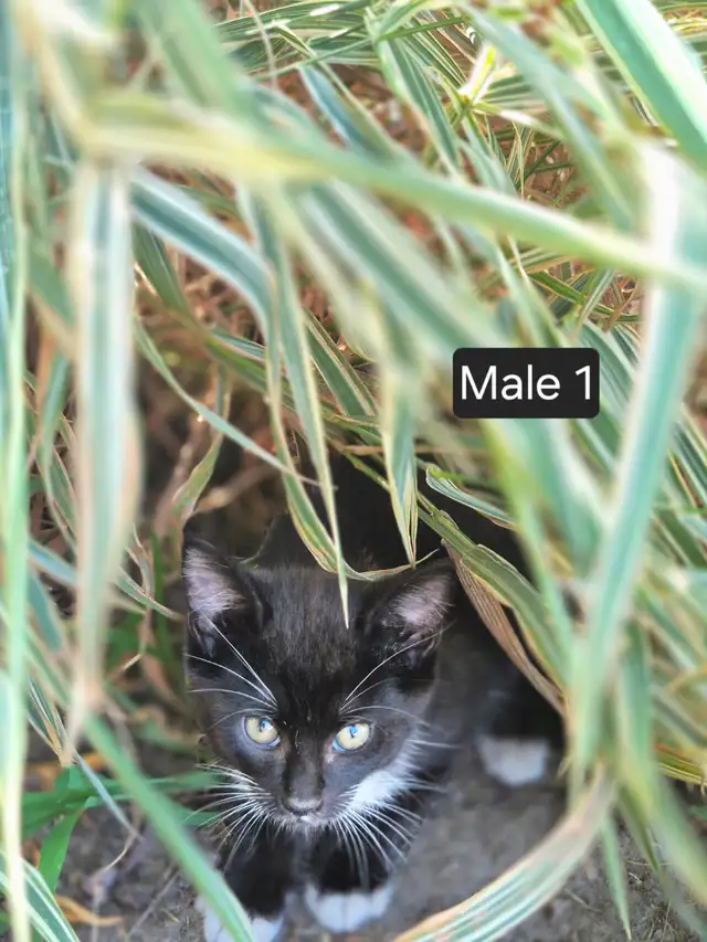 Country kittens in Cats & Kittens for Rehoming in Hope / Kent - Image 3