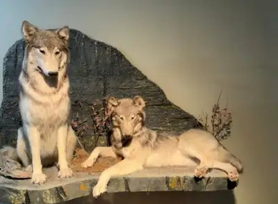 Stunning Grey Wolf Full-Mount Display with two beautiful wolves on display foam with a natural backg...
