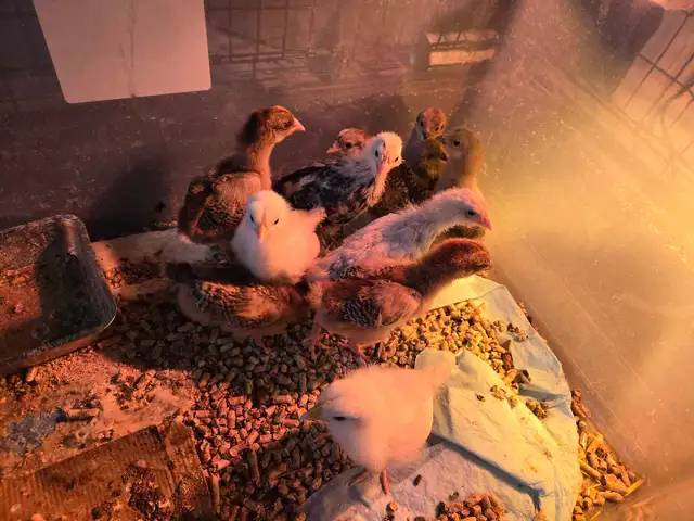 chicks for sale in Livestock in Saint John - Image 2