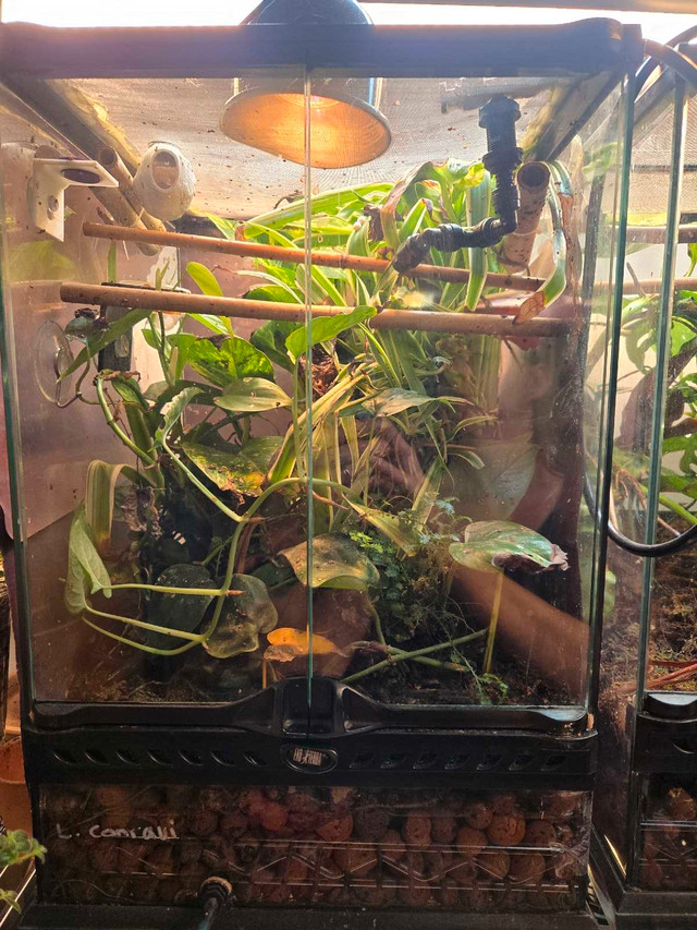 bioactive terrarium and Cameroon Dwarf Geckos  in Reptiles & Amphibians for Rehoming in Edmonton