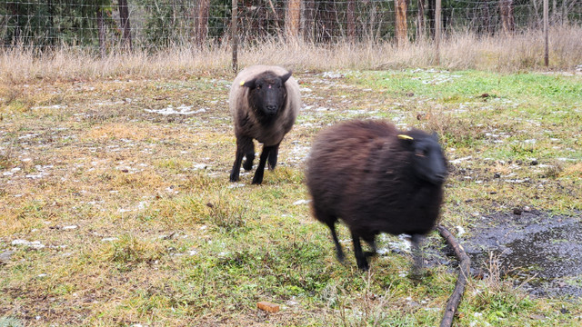 1.5 year proven mix breed sheep ram in Livestock in Kamloops - Image 3
