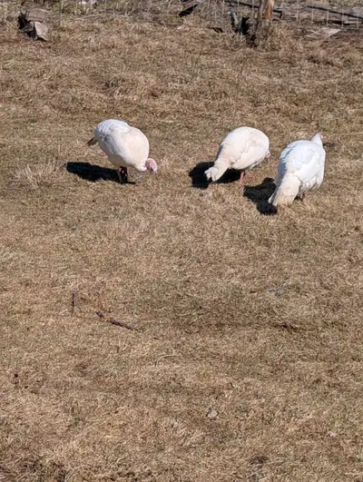 Beltsville Turkey hatching eggs, View more