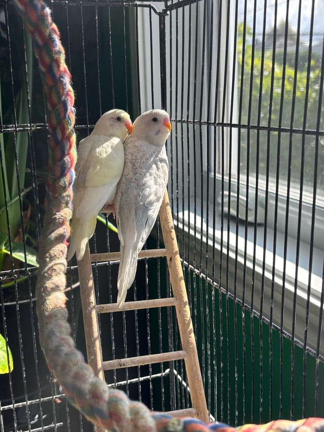 Perruches dans Oiseaux à adopter  à Laval/Rive Nord
