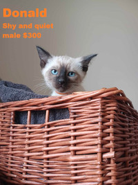 Siamese Kittens delivered Barrie, Orillia, Muskoka, North Bay