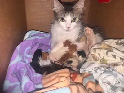 Kittens For Adoption, View more