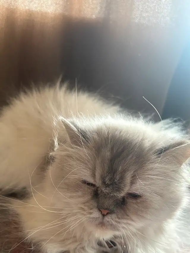 Hamalyne female cat for sale in Cats & Kittens for Rehoming in City of Montréal - Image 3