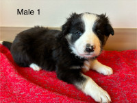 Border Collie Puppies For Sale! 