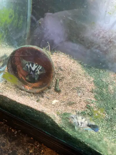 Five dollars for the small ones and ten for the bigger ones. Parents are not for sale which are the...