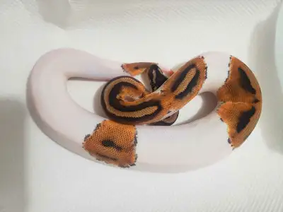 1. Female orange dream pied $250 2. Male pied $160