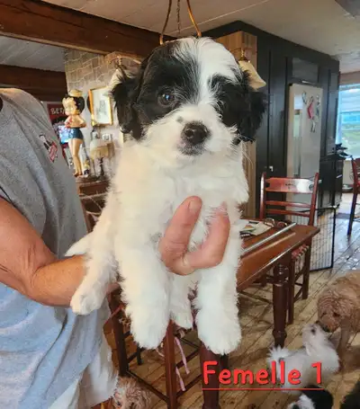 Aussiedoodle miniature, View more