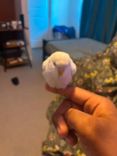 BUDGIES FOR SALE!!!, View more