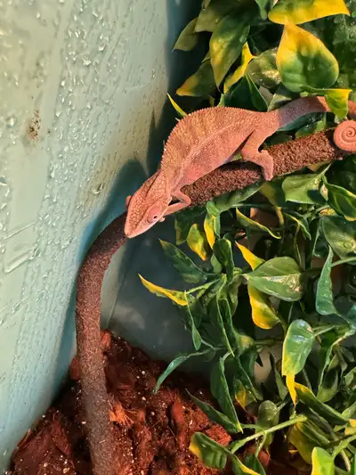 Male Panther Chameleon. Eating well, bold coloration, happy and healthy. Typical attitude and behavi...