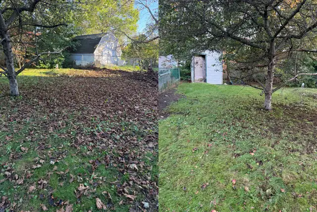 fall cleanup/ leaves removal569705120128061441