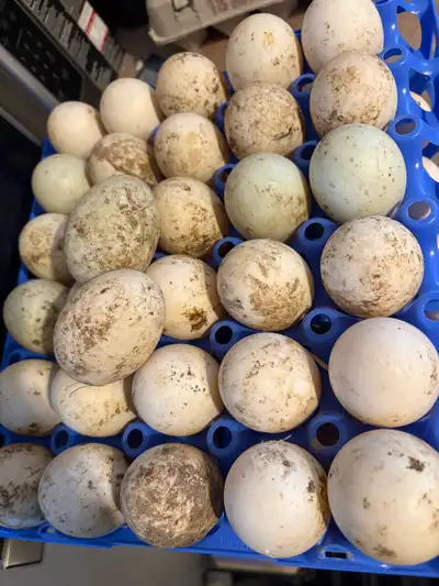 welsh harlequin x Ancona Duck hatching eggs, View more