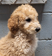 F1B Goldendoodle Puppies Ready for their forever homes. 